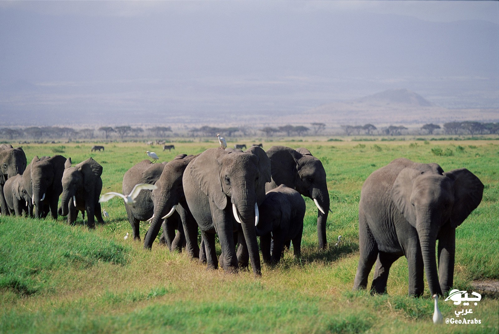 Слоновье стадо. Стадо слонов. Стадо слонов в саванне. Африканский слон в саванне. Стадо слонов картинки.
