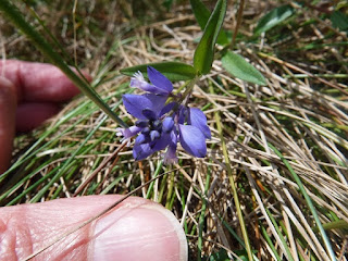 Blue heath milk wort flower growing in Leitrim