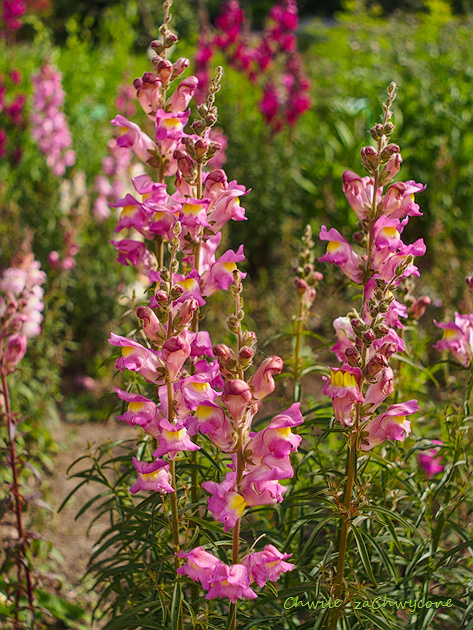 Chwile zaChwycone Wyżlin BraunBlanquet