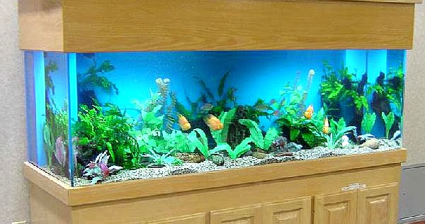 10 Cara Memilih Aquarium Atau Tempat Ikan Louhan