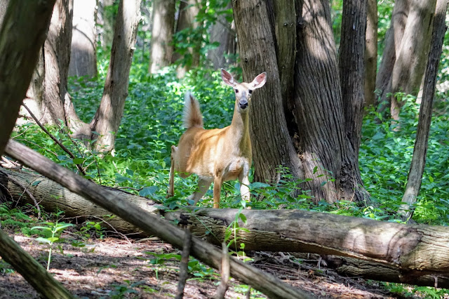 Deer seen on Cedar Trail, Rouge Park