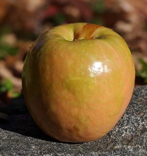 The Lucy Apple: A New Red-Fleshed Variety That Tastes Like