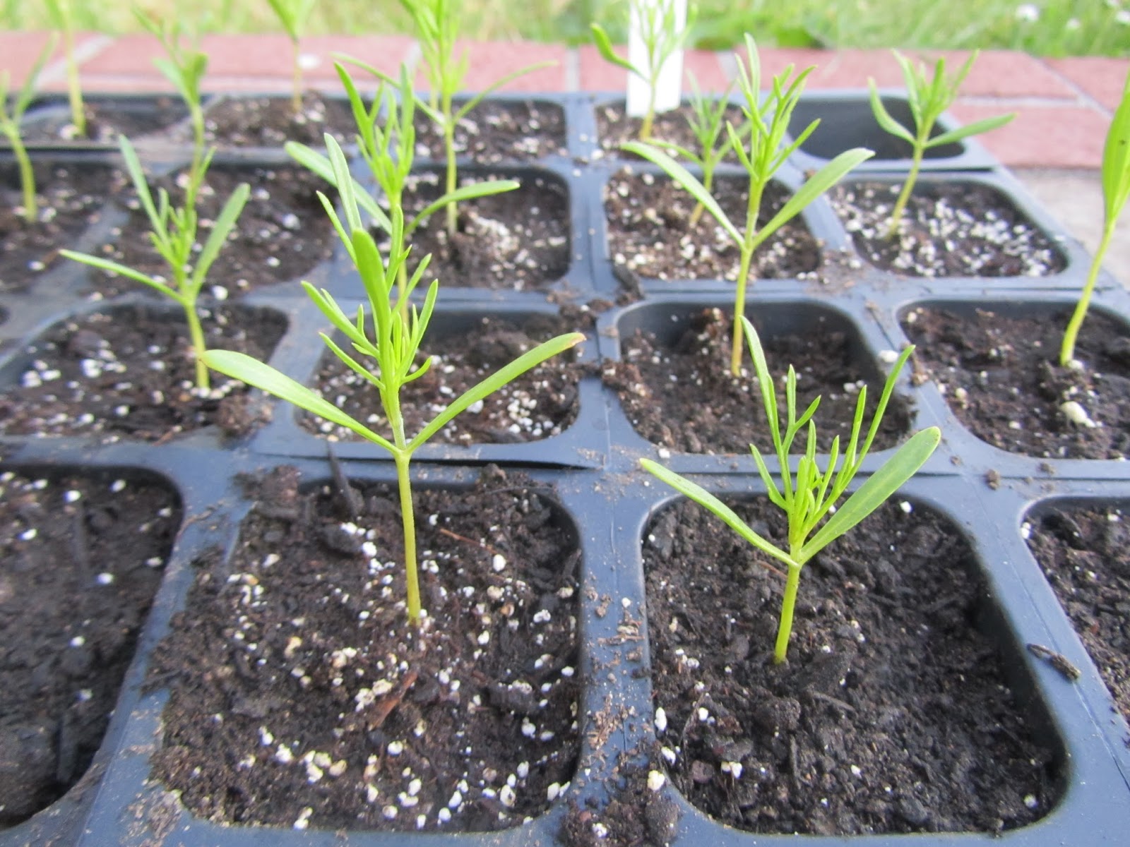 рассада космеи махровой. всходы рассады космея. космея рассада семена. всходы рассады космея. космея рассада семена.