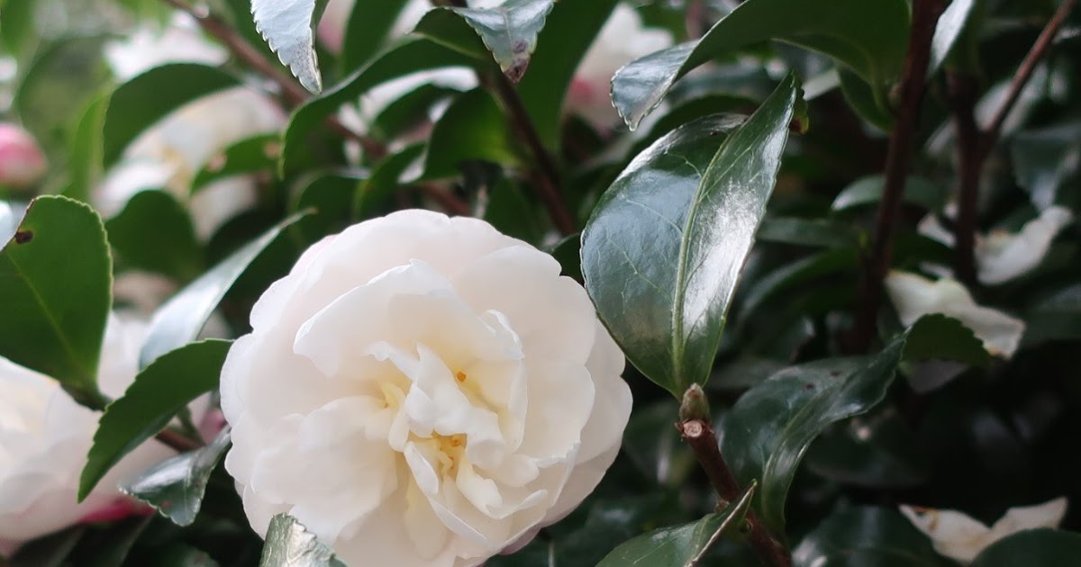 Plants and Flowers in Tokyo by Kei Narujima 東京の草花 - なるじまけい: White and