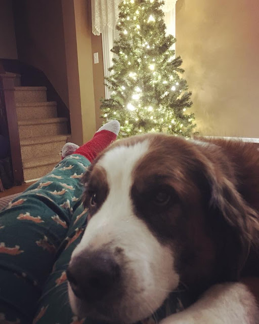Pet loss & support: Grief & the first Christmas after losing a pet