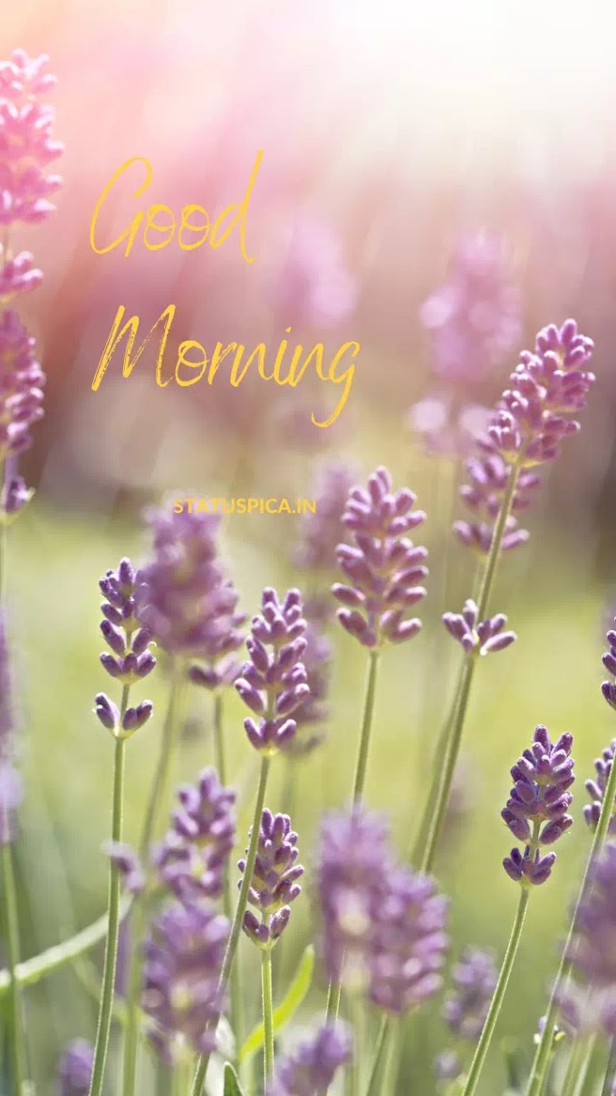 🌅Good morning Flower🌅| Good Morning Pic | 🌞Good Morning Whatsapp status pic🌞 | 720*1280 Mobile size pic