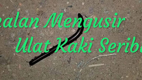 √ [LUWING] Amalan Mengusir Kaki Seribu Yang Masuk Ke Dalam Rumah Akibat Sihir Kiriman
