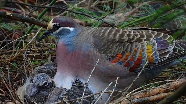 world of the birds 