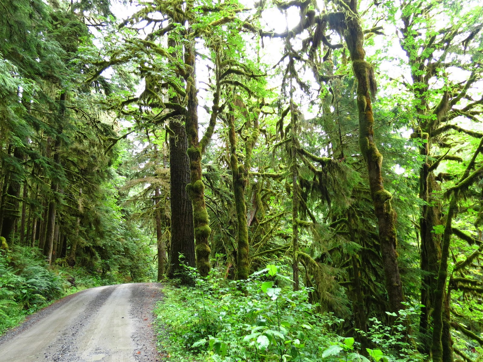 S/V Wand'rin Star: Quinault Rain Forest or How to Cure an Atheiest