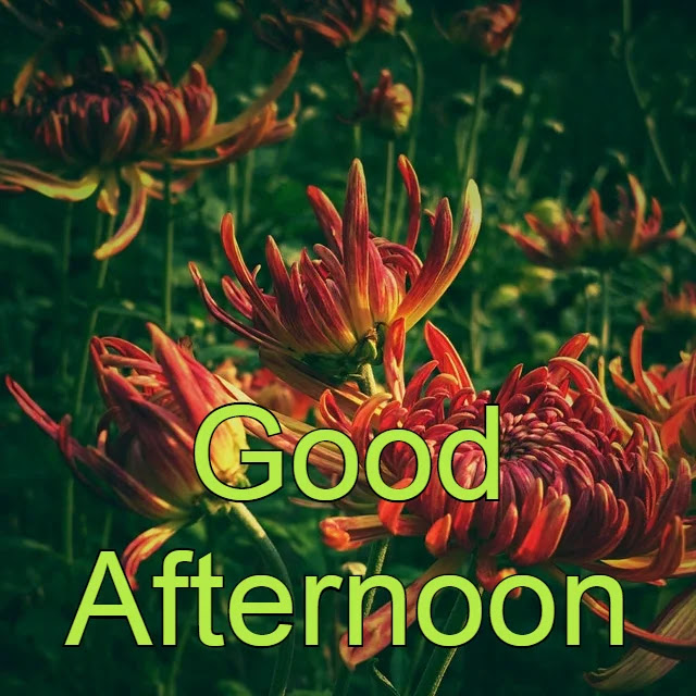 Good Afternoon HD Image Good Afternoon HD Image