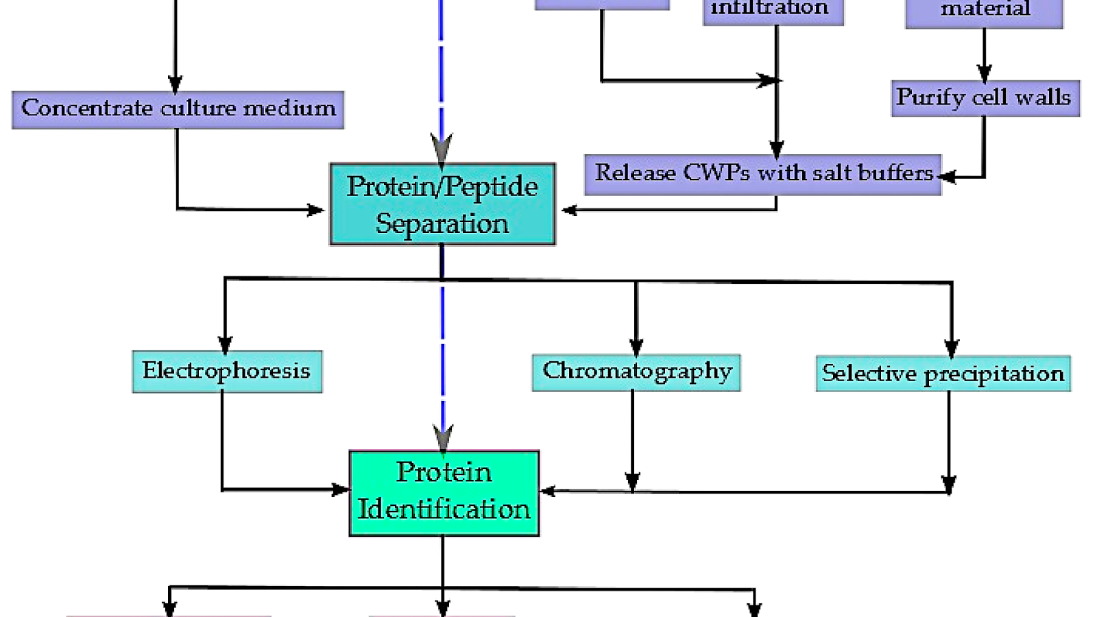 Protein Extraction From Cells Protein Choices