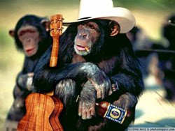 Chimp in cowboy hat