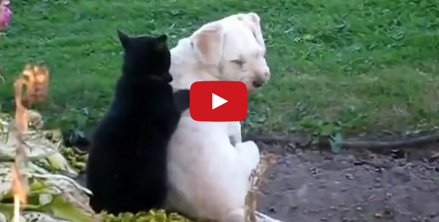 Dieser Hund genießt die Massage einer Katze, besser geht es doch