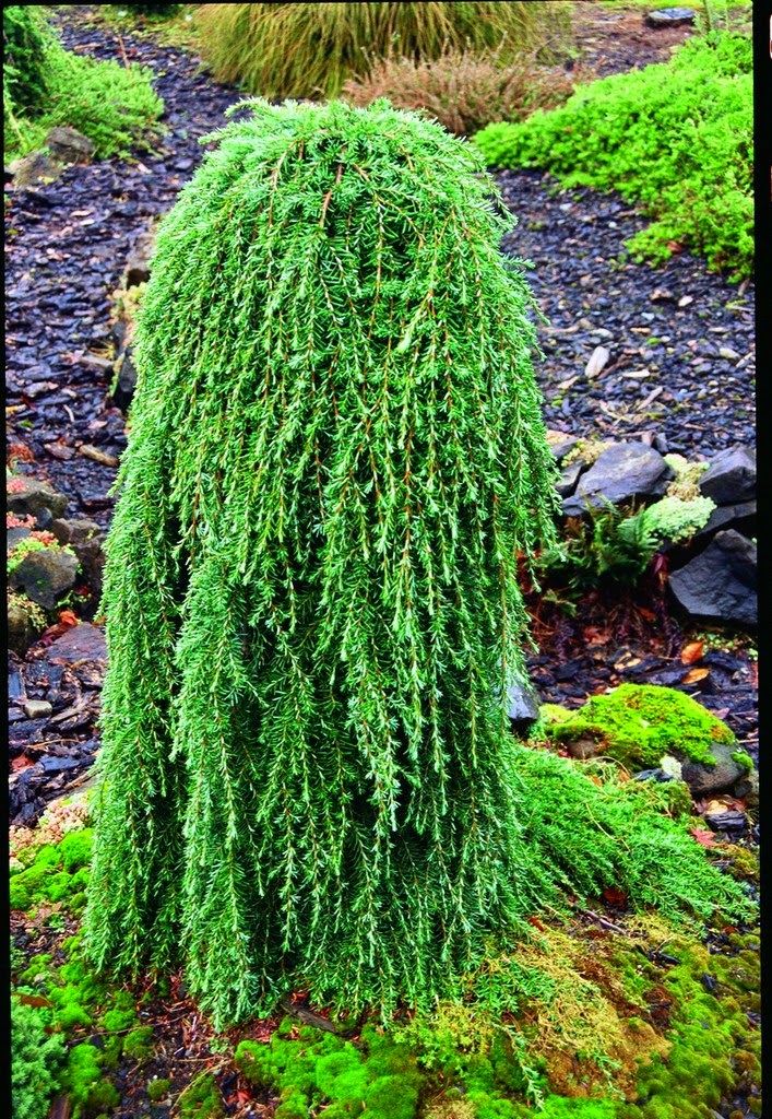 Weeping Hemlock Shrub