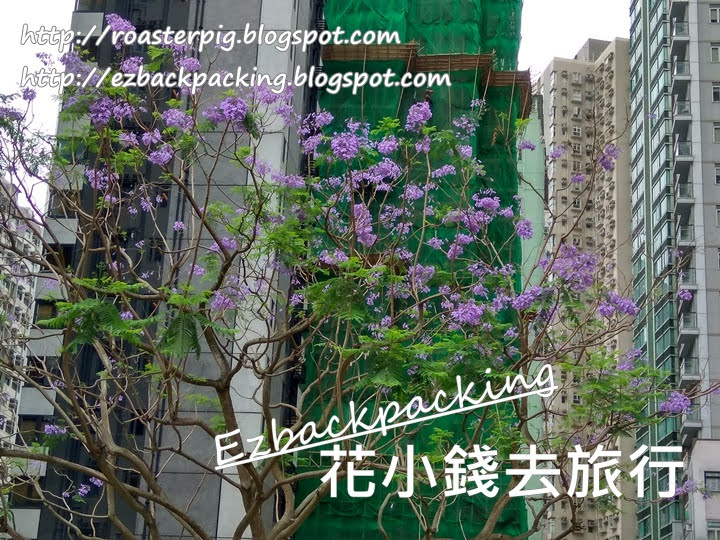 灣仔藍花楹