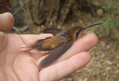 Stripe-throated Hermit Hummingbird