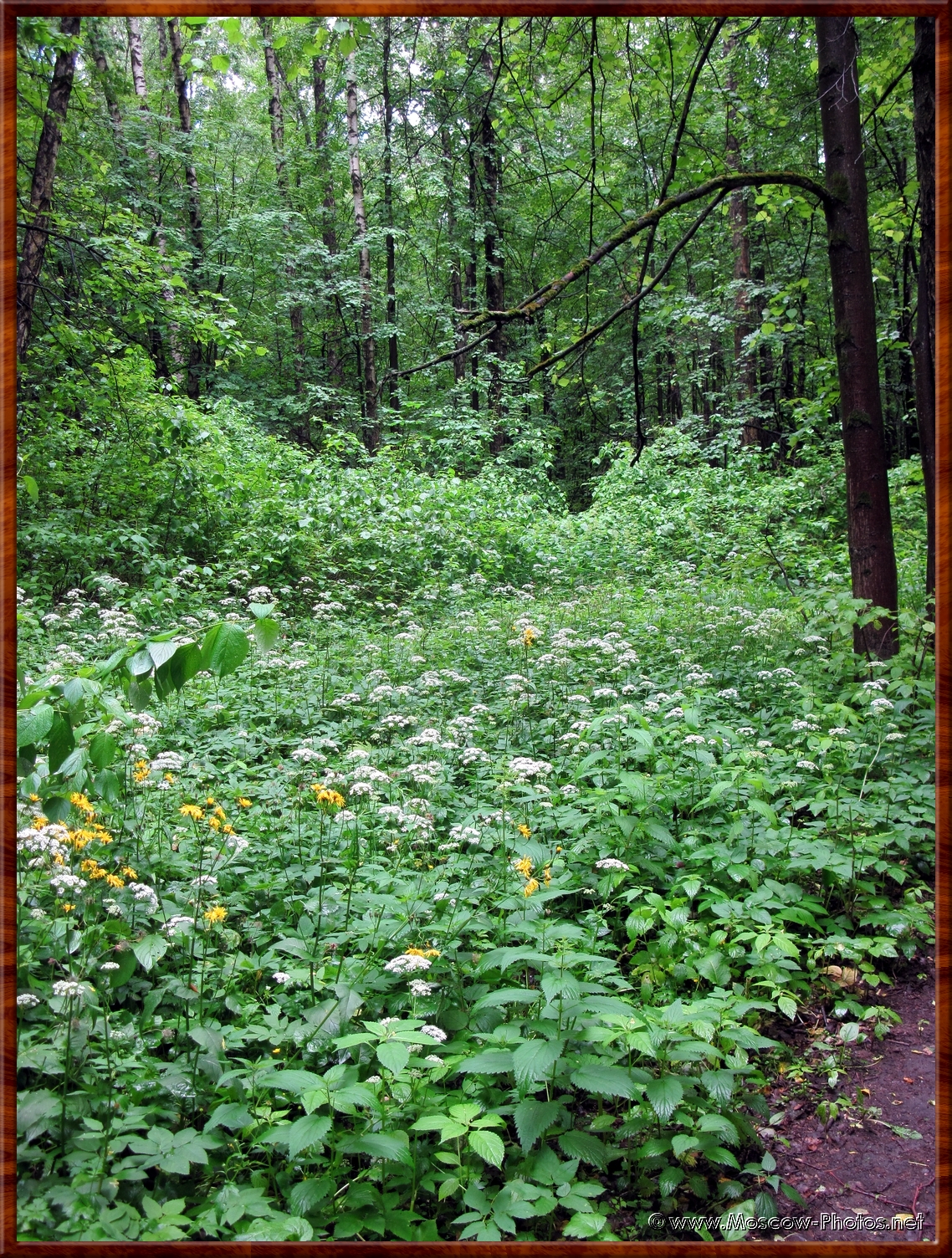 Somewhere in the Moscow forest