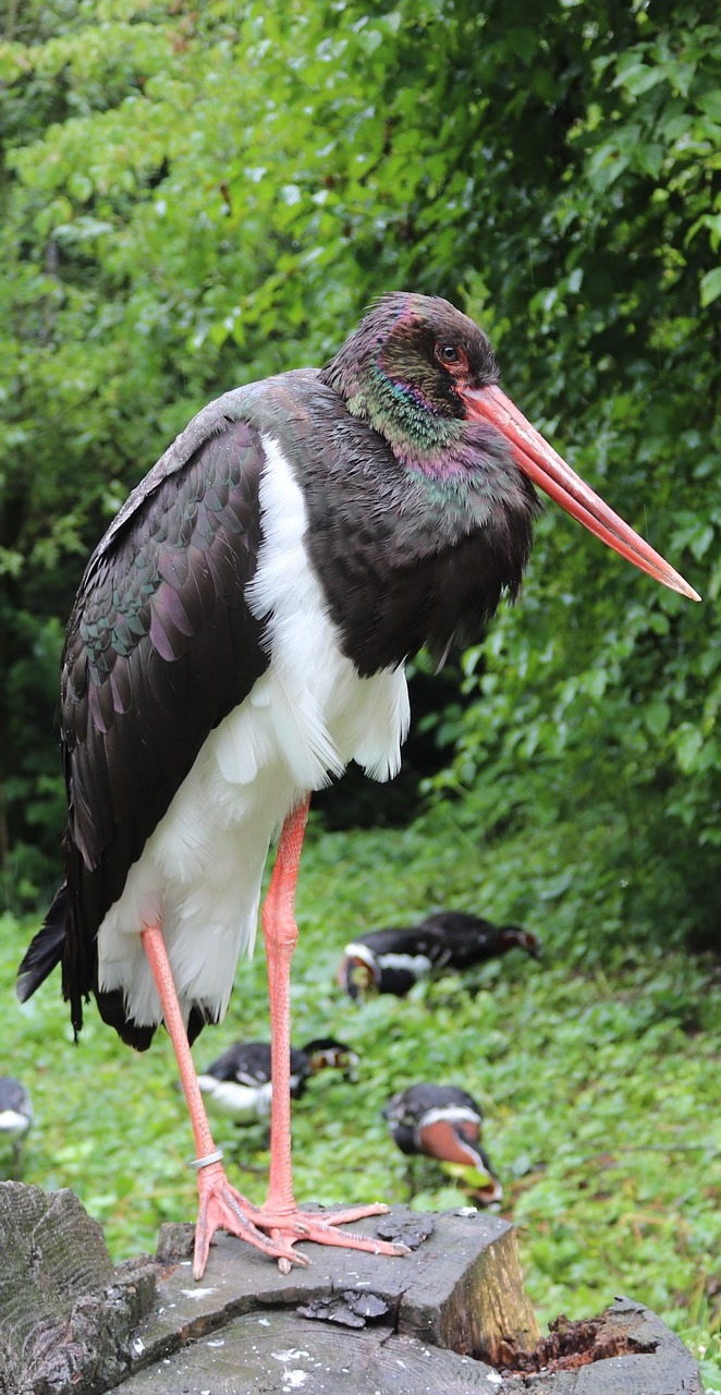 Picture of a black stork.
