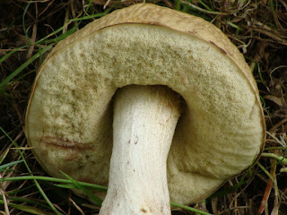 Leccinum pseudoscabrum DSC58270