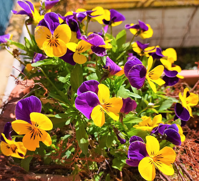 Pensamiento mini o violeta de los Pirineos (Viola cornuta L.).