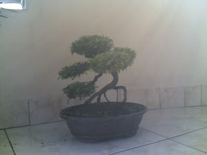 POHON BONSAI