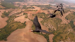 formation fly birds why some researchers veterinary revealed royal college london bird