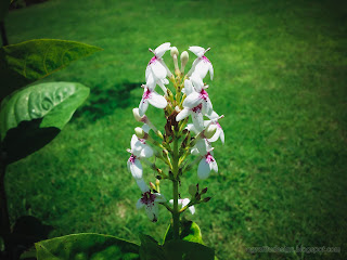 beautiful white tiny flowers with red spots in the middle