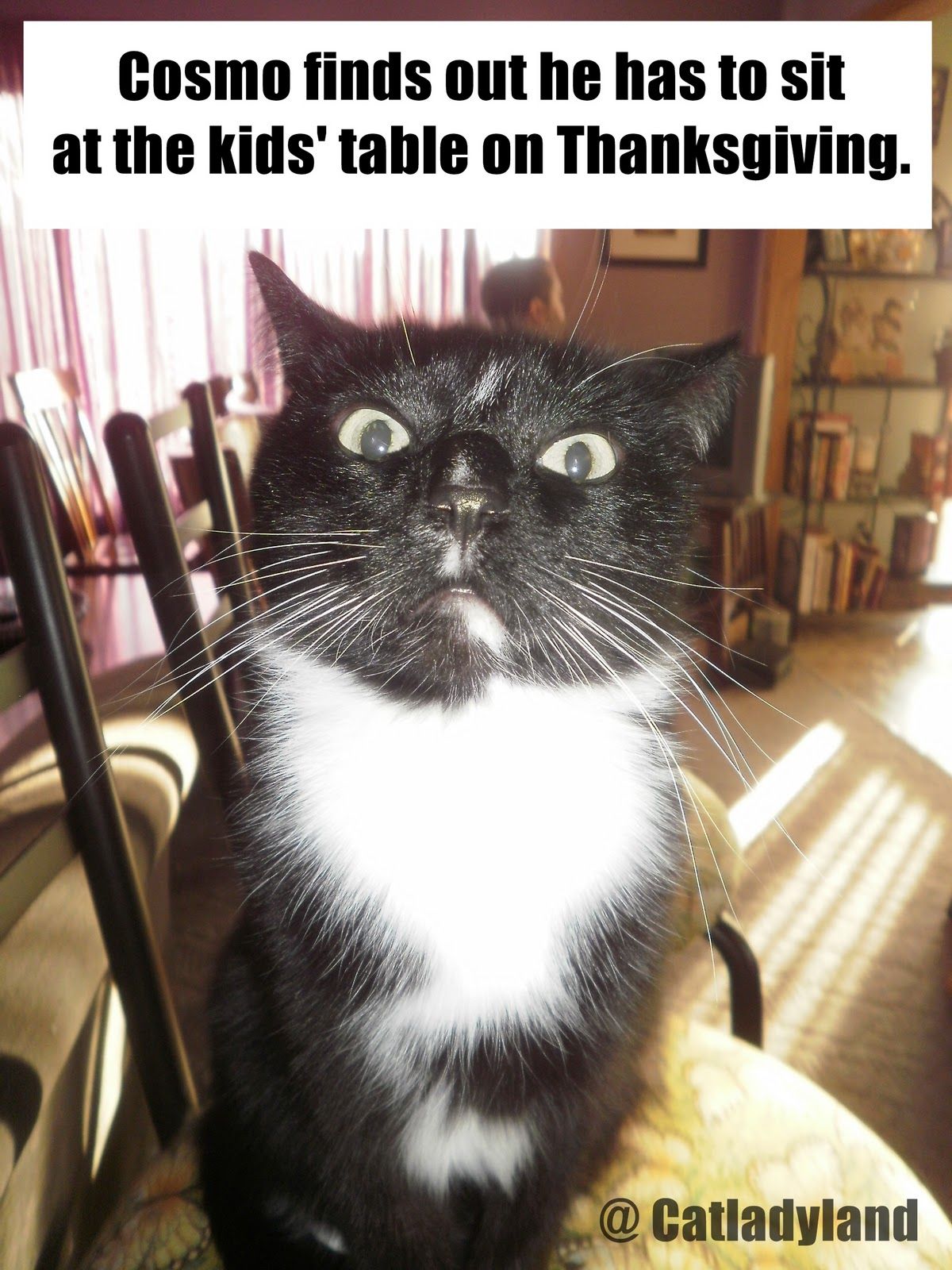 True Book Addict&hellip;Books, Cats, and More: #CatThursday - Happy #