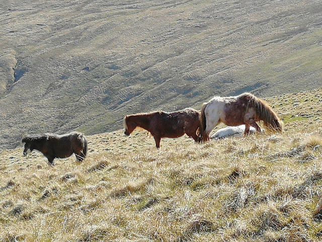 Brecon Beacons wild ponies, Pen y Fan wild ponies
