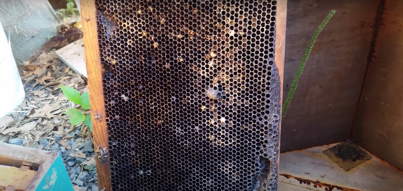 Removing wax from bee frames.