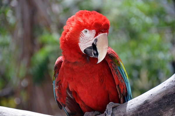 Mengapa burung mempunyai paruh dan bentuk kaki yang berbedabeda