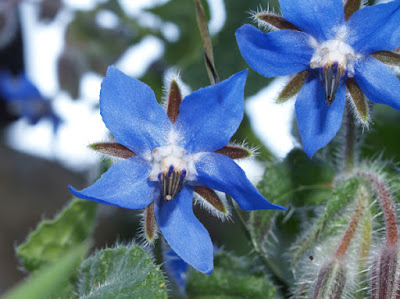 Flores azules de la borraja (Borago officinalis)