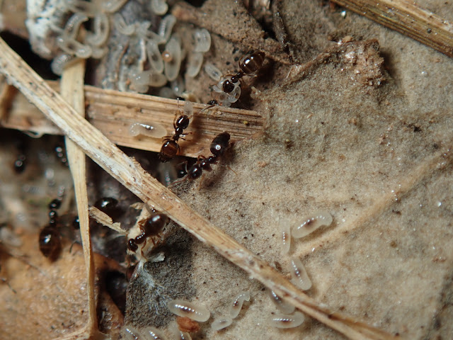 Plagiolepis sp Plagiolepis sp