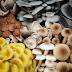  Oyster mushroom in Hyderabad | Oyster mushroom company | Biobritte mushroom center