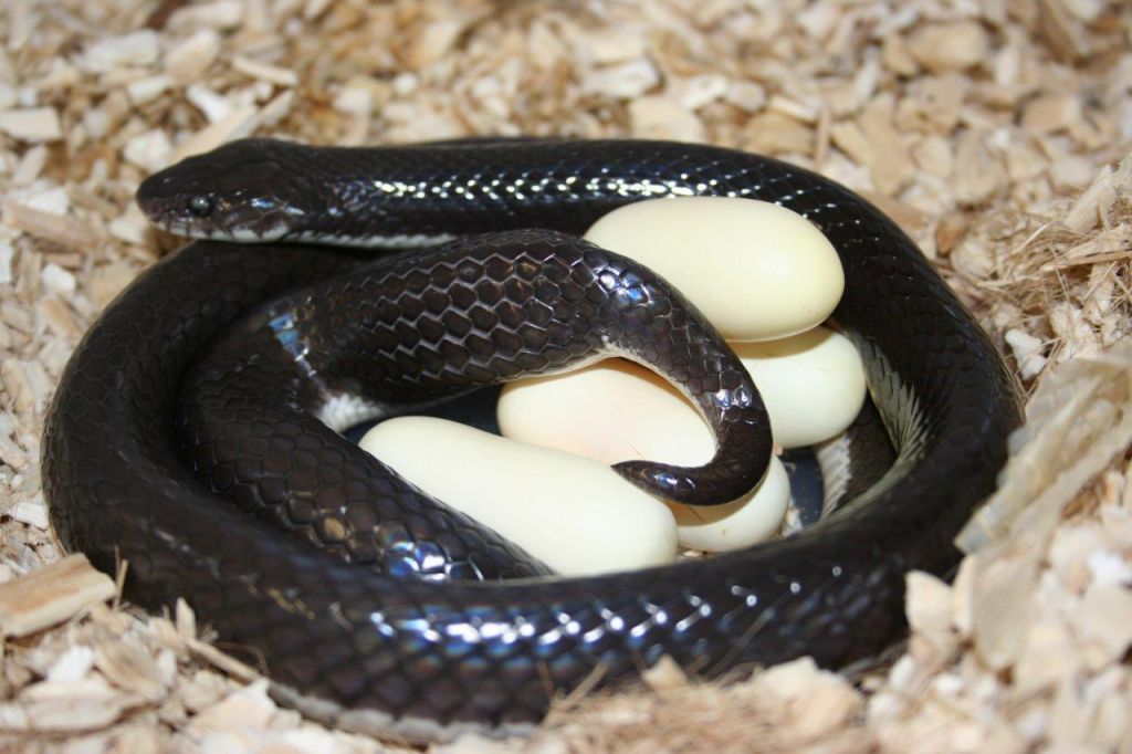 Яйца змей видео. Яйцеживорождение гадюка. Змеиные яйца ужа. Размножение гадюки обыкновенной. Черный Аспид змея.