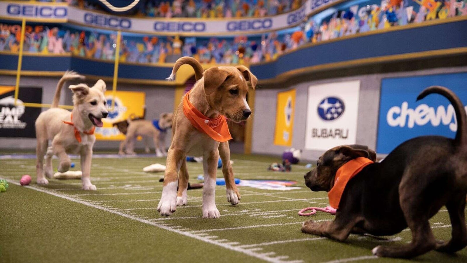Animal Puppy Bowl 2020 February 2 Australian Dog Lover
