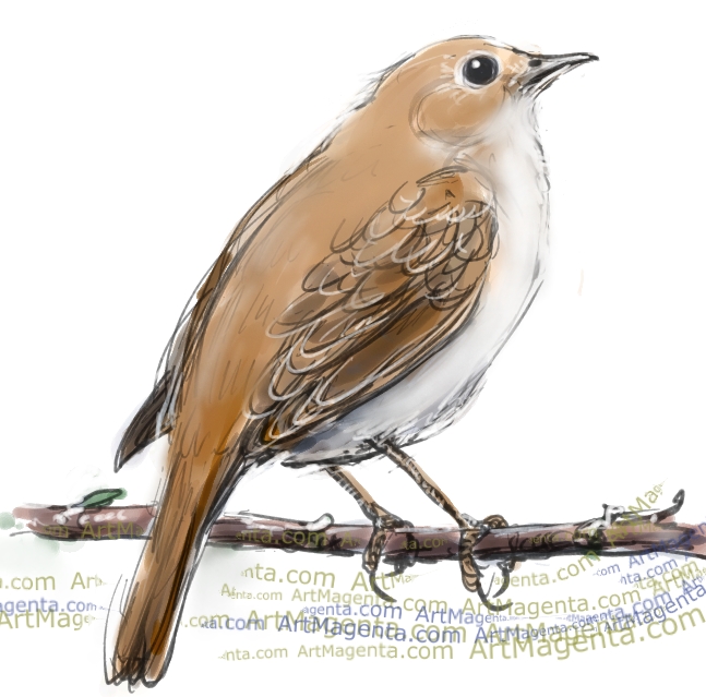 Nightingale sketch painting. Bird art drawing by illustrator Artmagenta