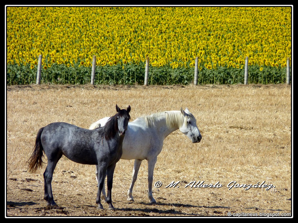 Villa De Macotera Macotera Caballos Y Girasoles