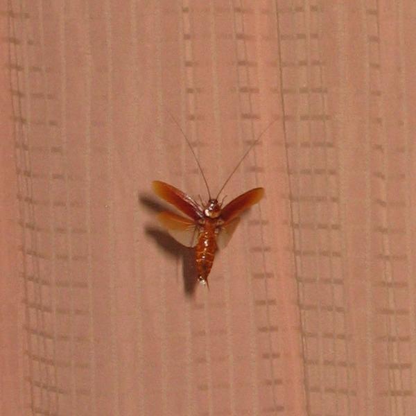 Cockroach | Animal Wildlife