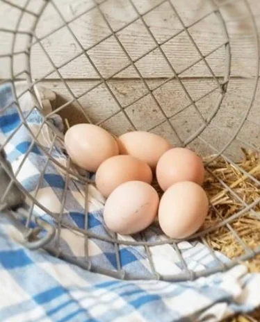 wire basket with chicken eggs