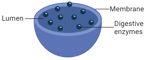 structure and function of lysosome