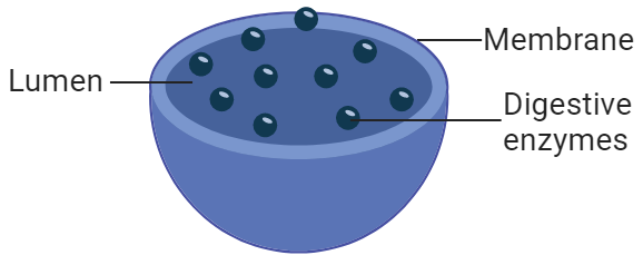 Lysosome Function | Structure, Diagram and Storage Diseases