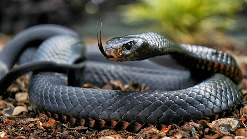 WORLD GENERAL KNOWLEDGE BLACK MAMBA