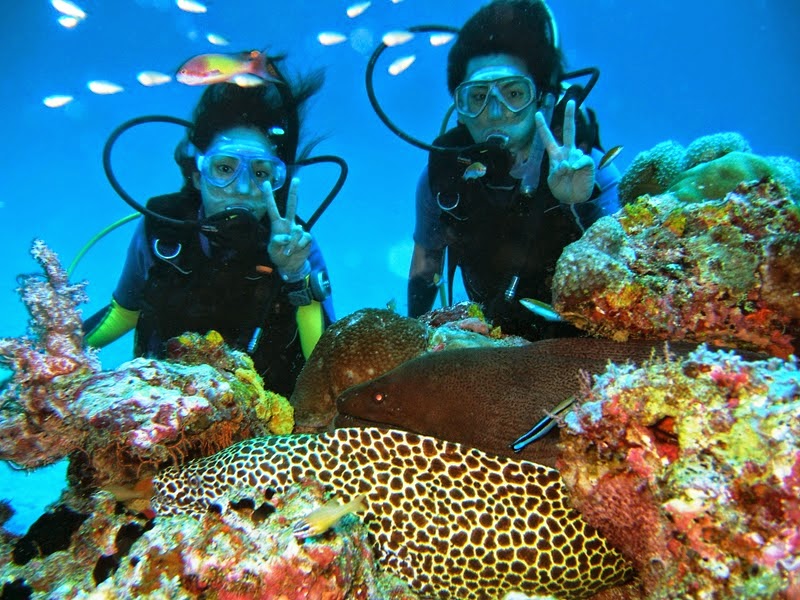 Read Latest Information about destination Maldives Liveaboard Diving