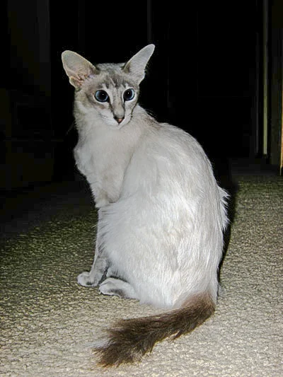 Javanese cat