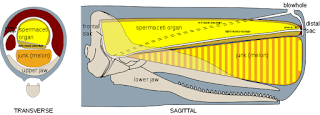 İspermeçet balinasının kafasının anatomisi.