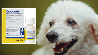 amoxicillin-trihydrate-and-clavulanate-potassium-liquid-for-dogs