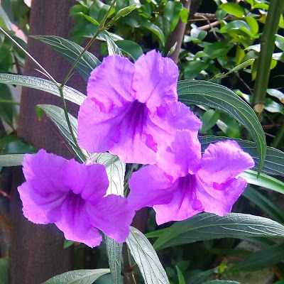 Mexican Petunia (Ruellia simplex) Purple Colour.