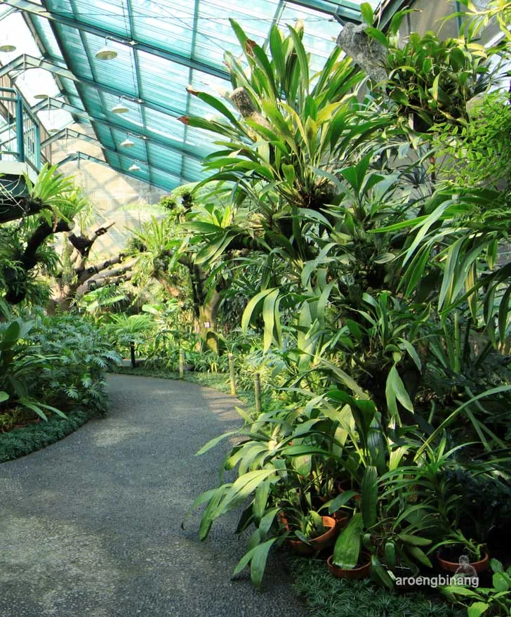 rumah anggrek kebun raya bogor