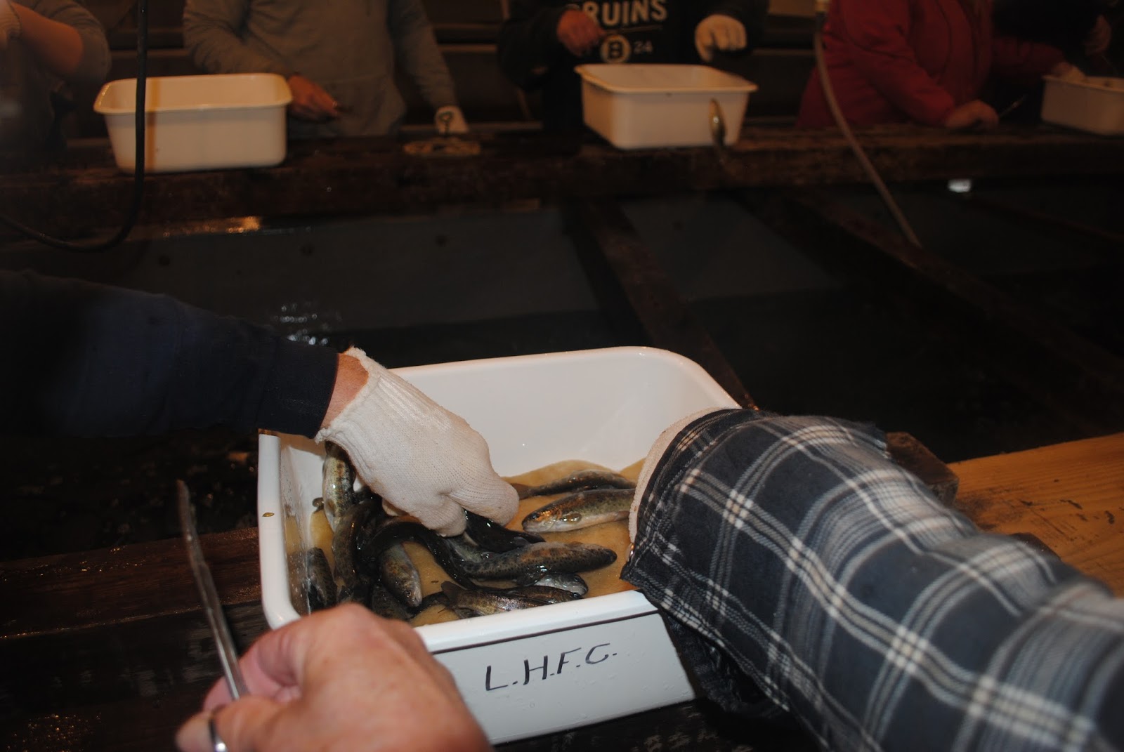 Lake Huron Fishing Club School Salmon Hatcheries and Events Lake Huron